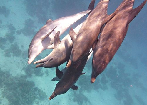 Ausflug zum Schnorcheln und Schwimmen mit Delfinen von El Gouna